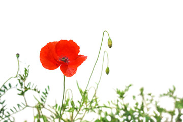 Poppy flowers or papaver poppy on sunny light, isolated on white background. Selective focus, close-up. Nature.