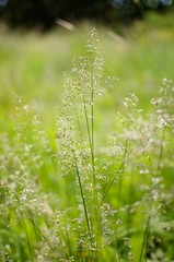 blades of grass