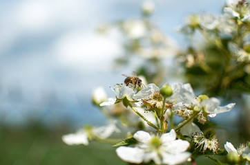 bee on a flower
