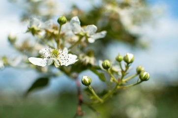 branch of a tree