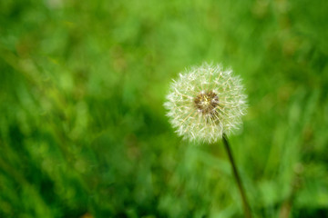 Macro dandelion with seeds