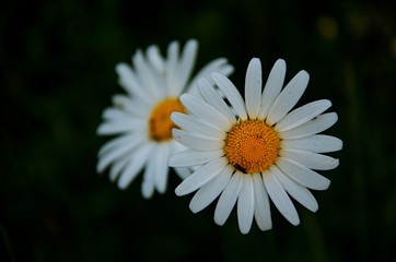 daisy in the grass