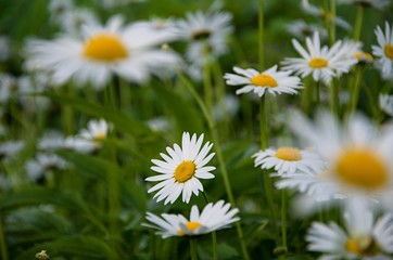 field of daisies