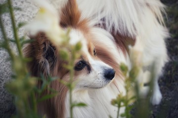 Chien épagneul papillon © Théo