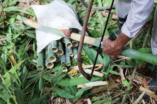 Finding Bamboo (Buluh Lemang) For Eid Fitr Preparation In Malaysia