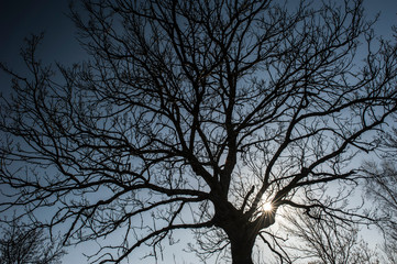 Tree and sun