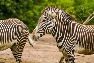 Fototapeta premium 16.05.2019. Berlin, Germany. In the zoo Tiagarden the family of a zebra walks. Wild animals, horses. Eat a grass.