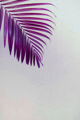 Purple tropical palm leaves against white wall. Creative layout, toned image filter, minimalism