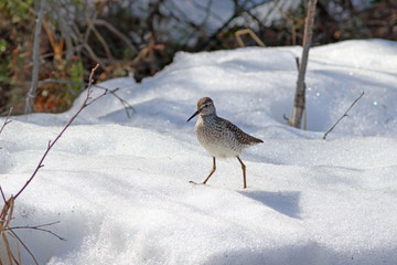 Tringa glareola. Wood sandpiper in the spring on the Yamal Peninsula