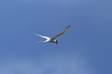 Sterna paradisaea. Arctic Tern in flight against the blue sky