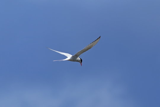 Sterna paradisaea. Arctic Tern in flight against the blue sky