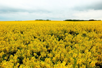Obraz premium yellow field of oilseed rape