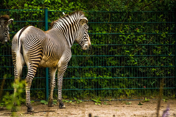 Fototapeta na wymiar 16.05.2019. Berlin, Germany. In the zoo Tiagarden the family of a zebra walks. Wild animals, horses. Eat a grass.