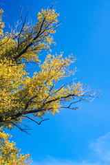 tree branches with yellow leaves against the blue sky, vertical autumn landscape
