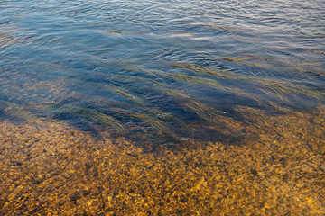 abstract background of algae and stones in the water on a sunny autumn day