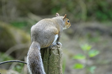 squirrel on tree