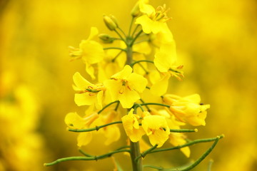 yellow and flowers