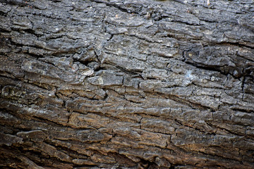 Babul Tree Bark Skin 1