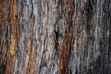 Tree Bark Skin 5