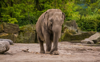 16.05.2019. Berlin, Germany. Zoo Tiagarden. The family of elephants walks across the territory and eat a grass.