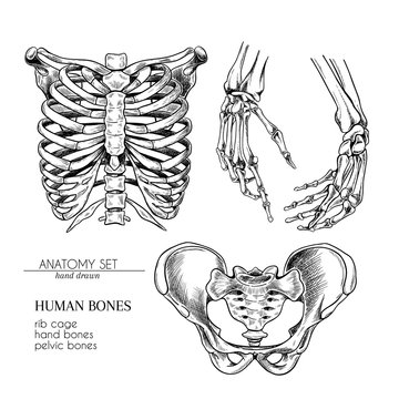 Hand drawn anatomy set. Vector human body parts, bones. Hands, rib cage or ches, pelvic bones. Vintage medicinal illustration. Use for Haloween poster, medical atlas, science realistic image.