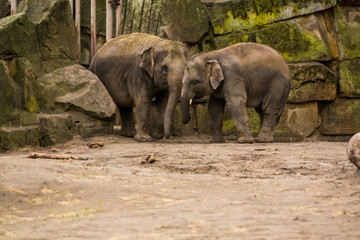 16.05.2019. Berlin, Germany. Zoo Tiagarden. The family of elephants walks across the territory and eat a grass.