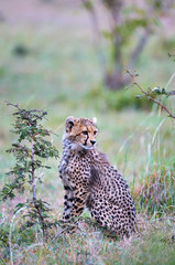 Cheetah cub (Acininyx jubatus) in his natural environment.
