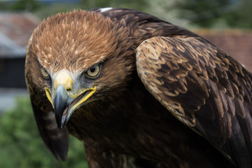 Golden Eagle Hunched at Farm