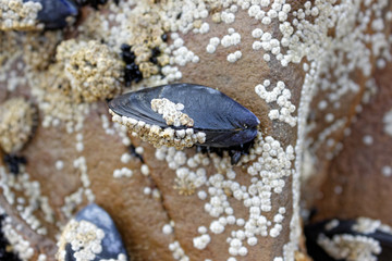 Mussel Closeup with Barnacles