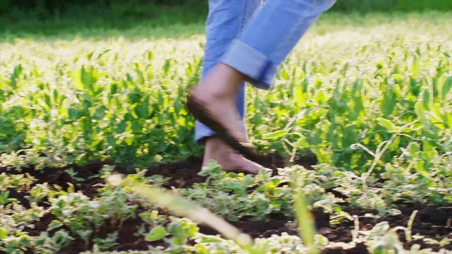 Barefoot farmer in jeans and sweatshirt walks on the soil in a field among the pea rows, growing organic products for food, back view.