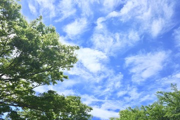 Obraz premium 大きな空と緑の風景