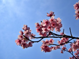 Pink sakura that blooming in the spring morning of Osaka, at Osaka Castle, Japan