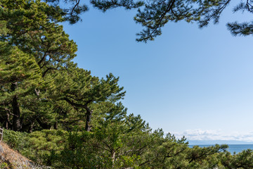 Fototapeta na wymiar 桂浜の松林の風景