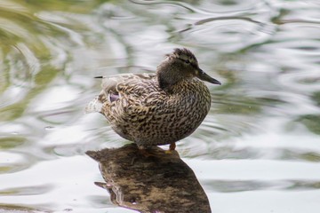 duck