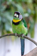 Fire Tufted Barbet (Psilopogon pyrolophus)  a green tropical bird native to Sumatra and the Malaysian Peninsula showing off its beautiful green feathers and bright colours on a branch in the forest.