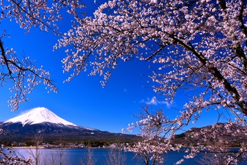 富士山と河口湖の桜