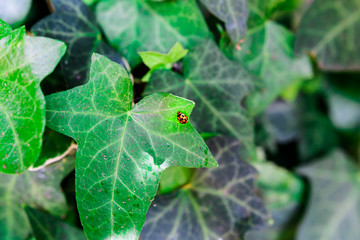 ladybird on green leaf