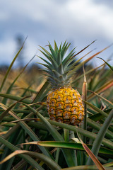 Pineapples growing in the field. Ready to be picked and eaten