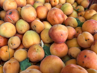 organic ripe apricot fruits as a background