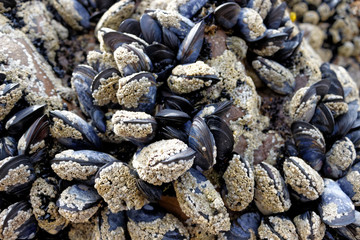 Mussels on Shore Rock with Barnacles 2