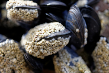 Mussel and Barnacles Macro