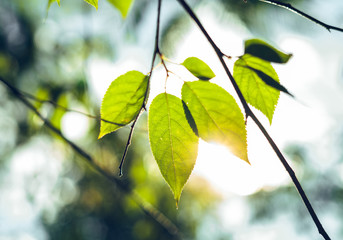 Fresh green leaves Background leaves in the evening