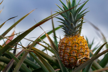 Pineapples growing in the field. Ready to be picked and eaten