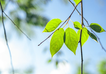 Fresh green leaves Background leaves in the evening