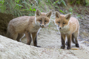 Two young foxes near nest (Vulpes vulpes)