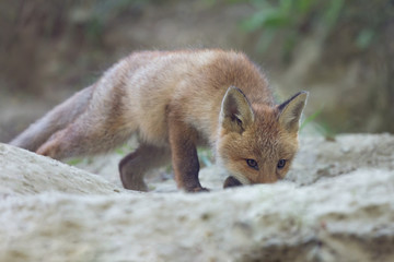 Portrait of Red fox (Vulpes vulpes)
