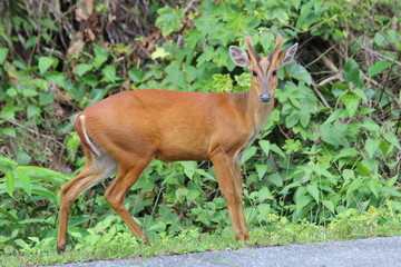 A barking deer beside the road in the park