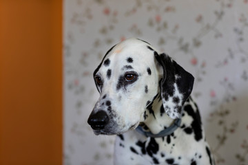 Portrait of an old dog breed Dalmatians.