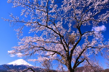 富士山と河口湖の桜
