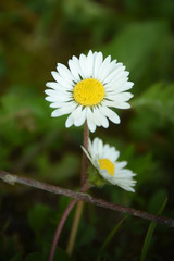 Obraz premium Gänseblümchen